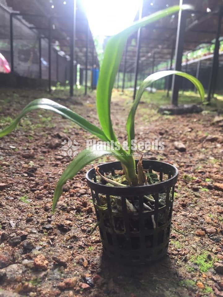 Dendrobium Orchid collection-130