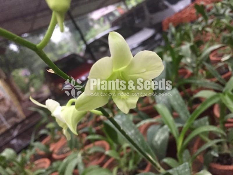 Dendrobium Orchid collection-130