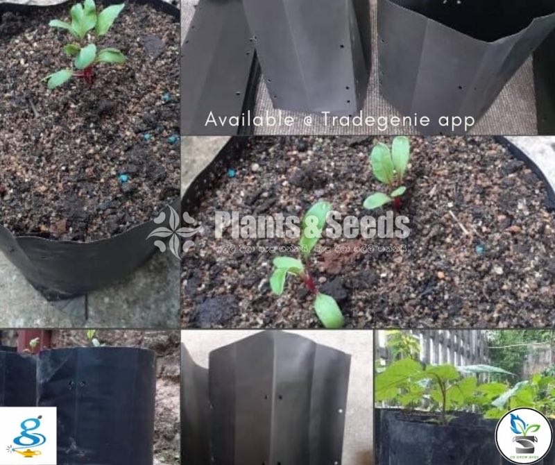 Grow Bags 