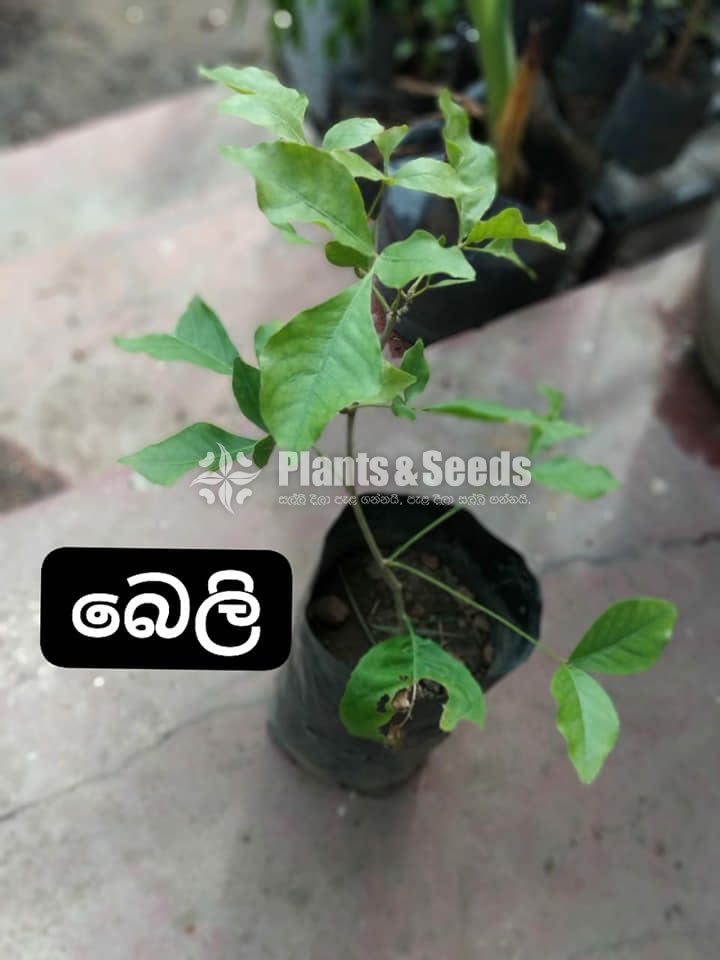 Fruit Plants 