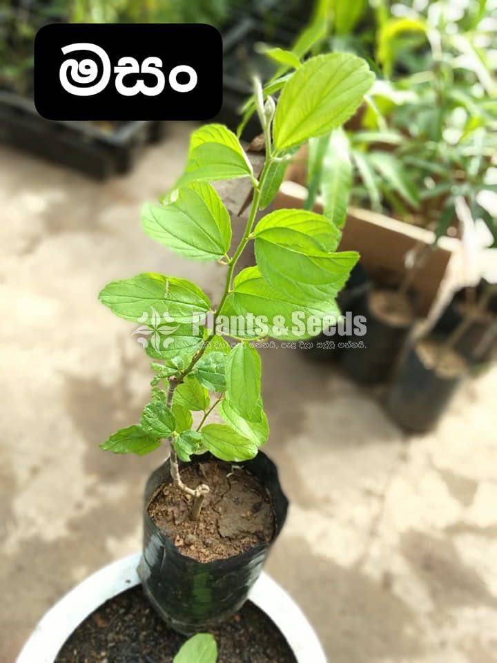 Fruit Plants 