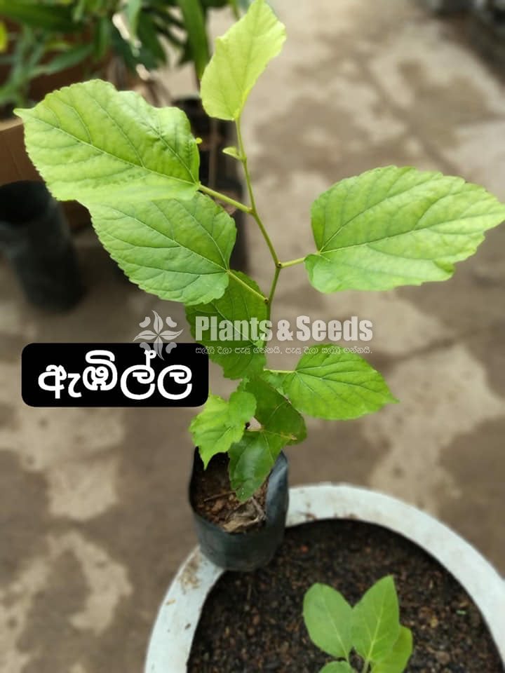 Fruit Plants 