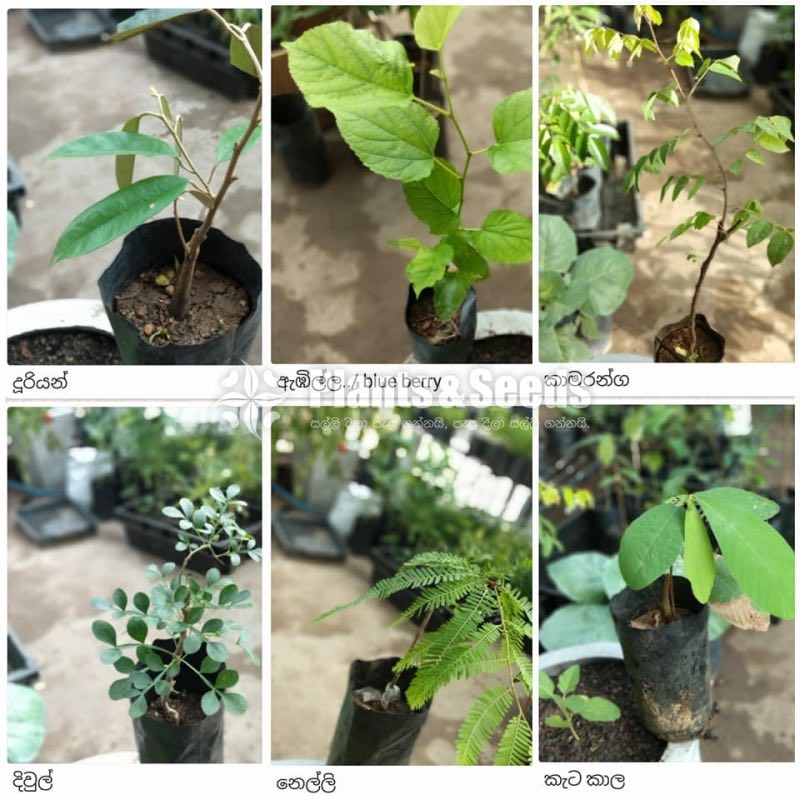 Fruit Plants 