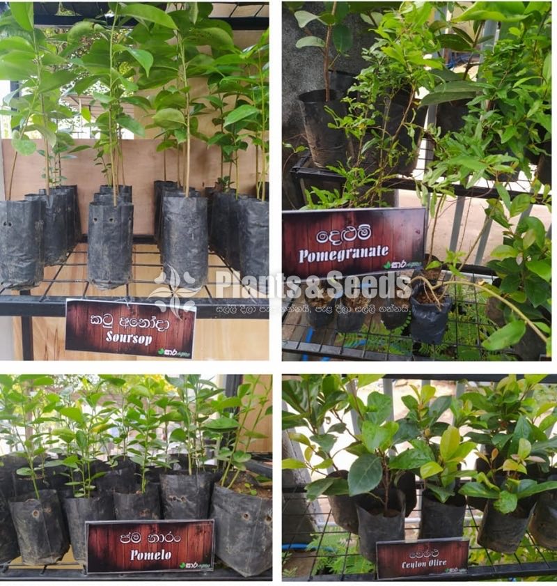 Fruit Plants 