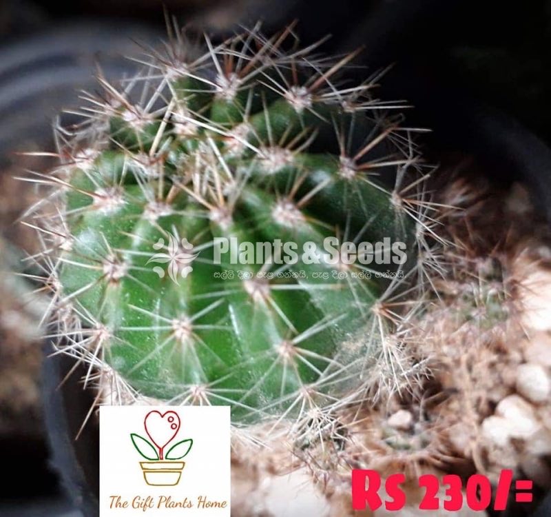 Gift Plants-Cactus