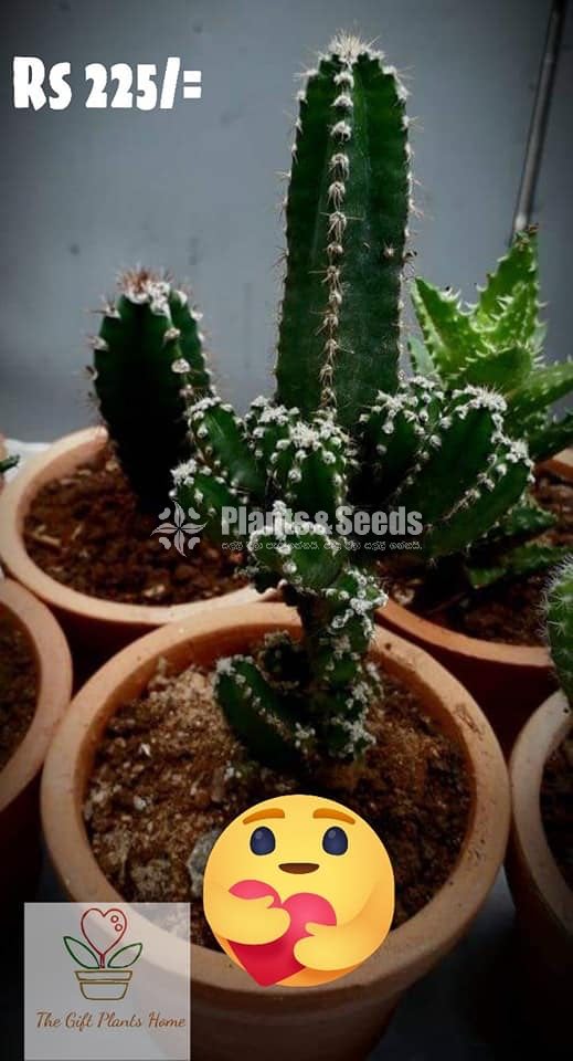 Gift Plants-Cactus