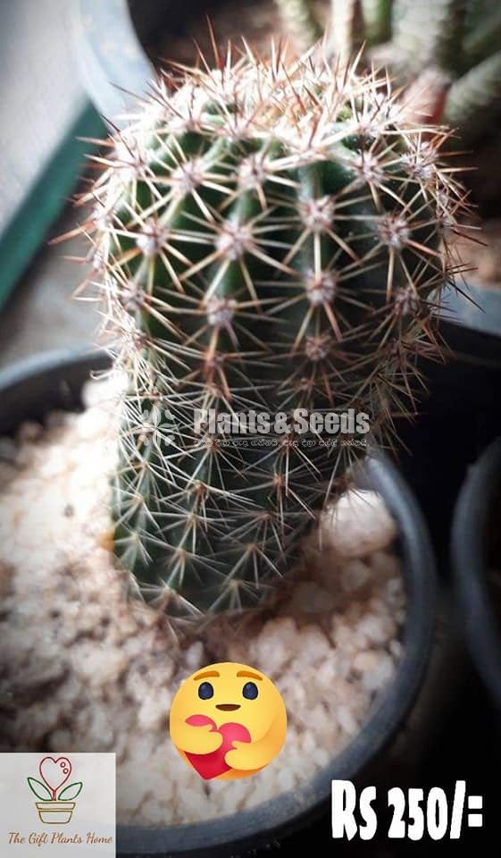 Gift Plants-Cactus