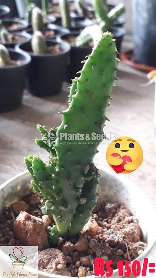 Gift Plants-Cactus
