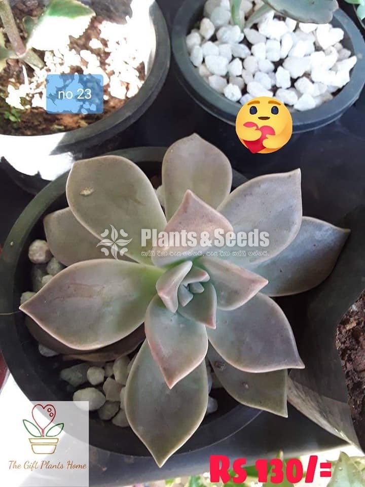 Gift Plants-Succulent