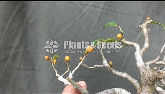Ficus parasitika- ඇහැටු (wet zone)