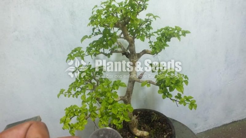 Bonsai-Candlenuttree