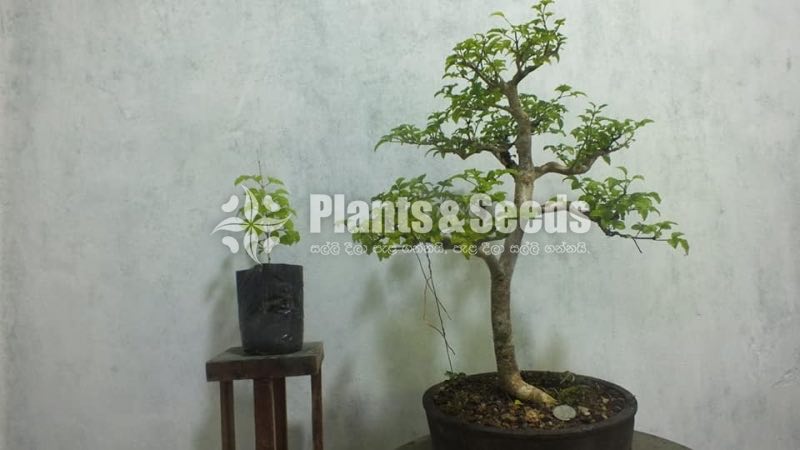 Bonsai-Candlenuttree