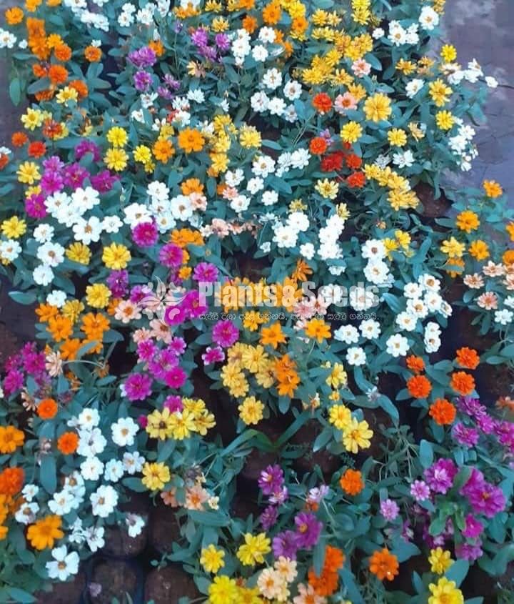 Ornamental Plants