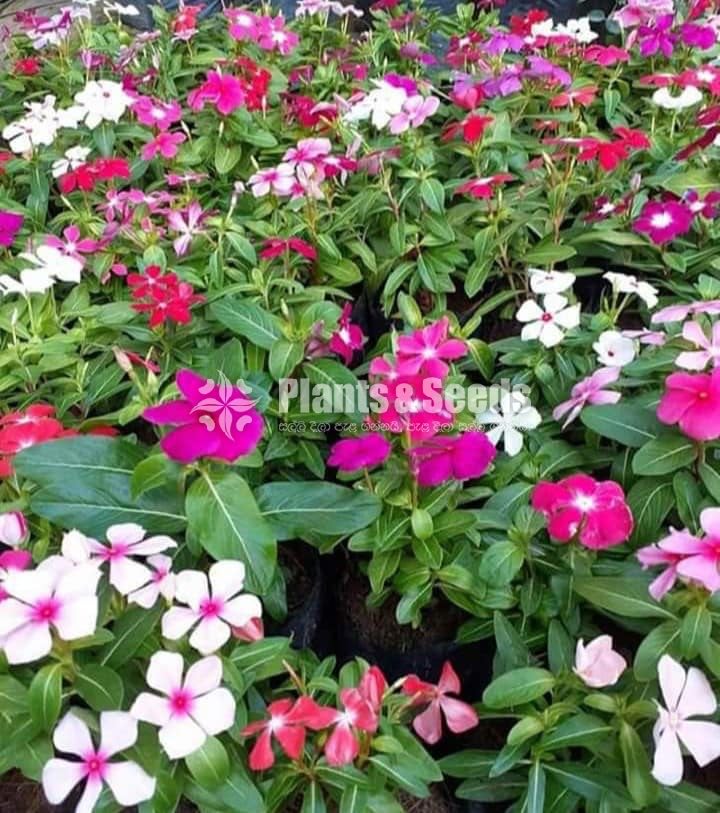 Ornamental Plants