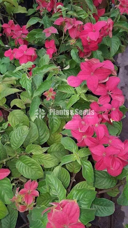 Ornamental Plants