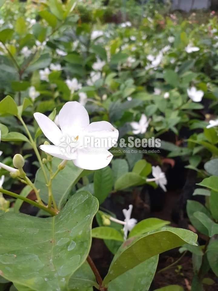 Ornamental Plants