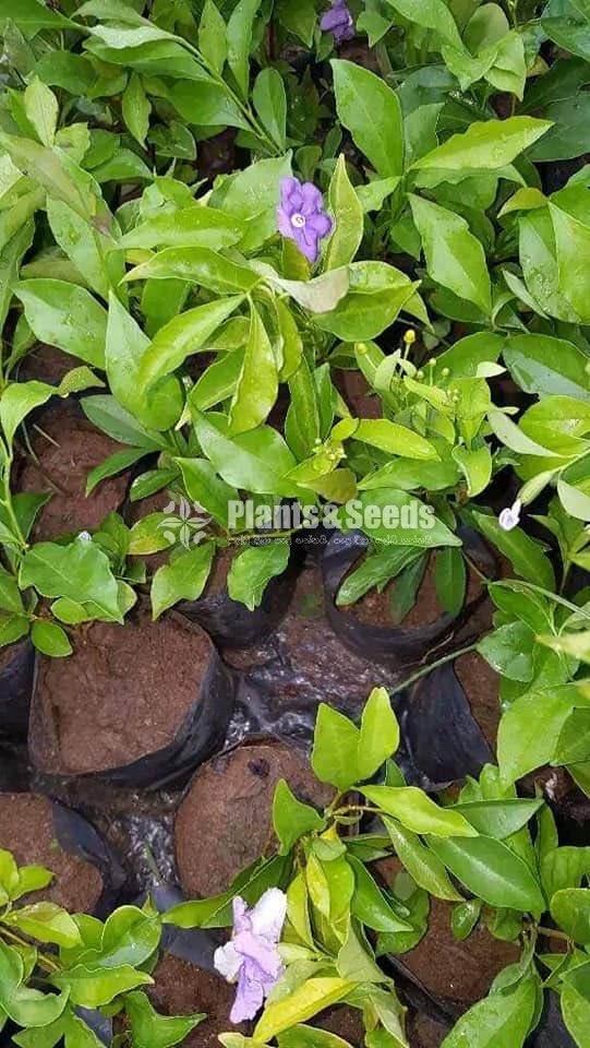 Ornamental Plants