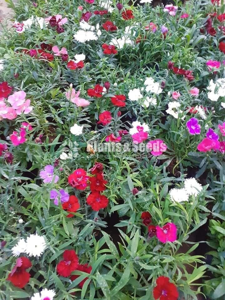Ornamental Plants