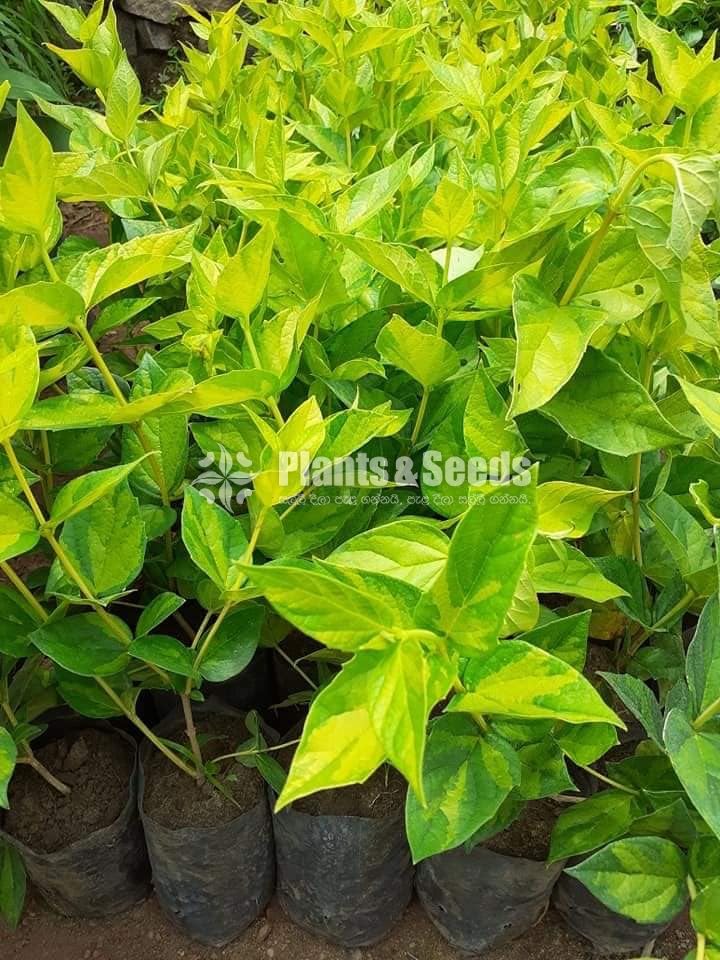 Ornamental Plants