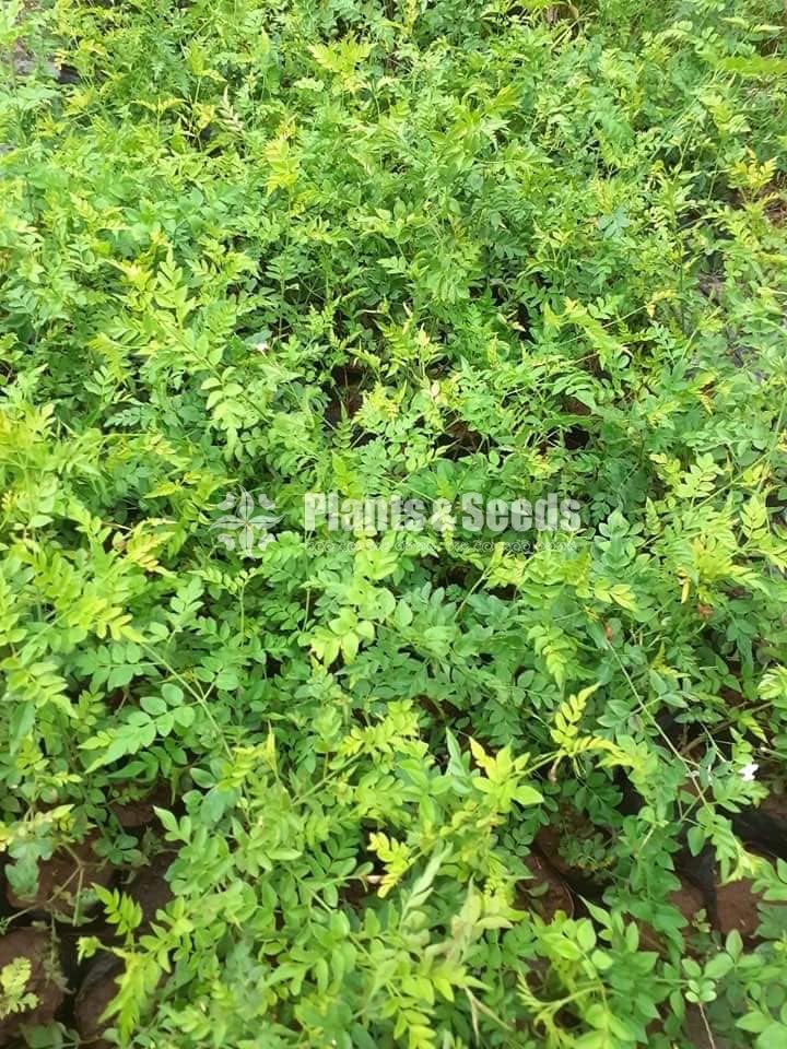 Ornamental Plants
