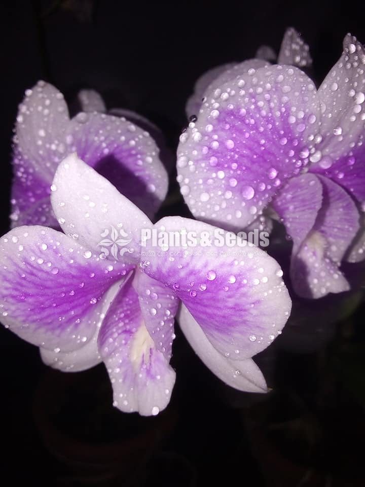 Orchids-650