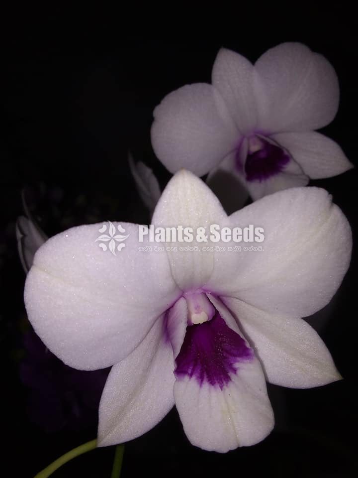 Orchids-650