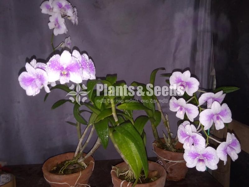 Orchids-650