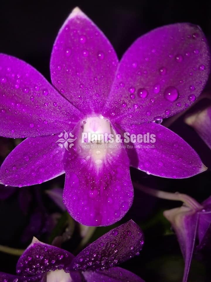 Orchids-650