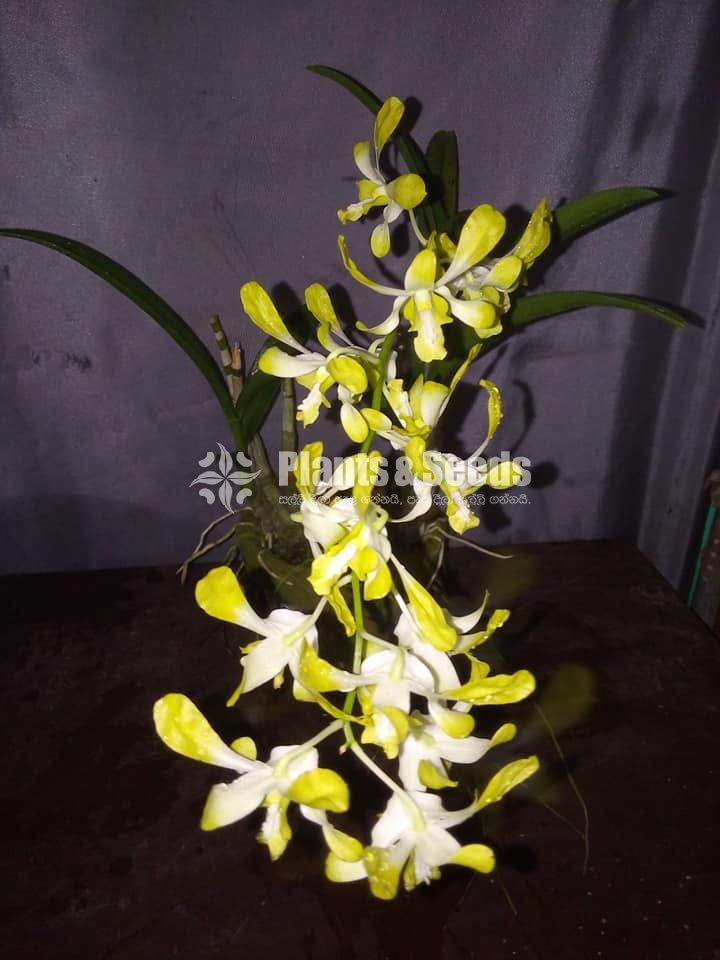 Orchids-650