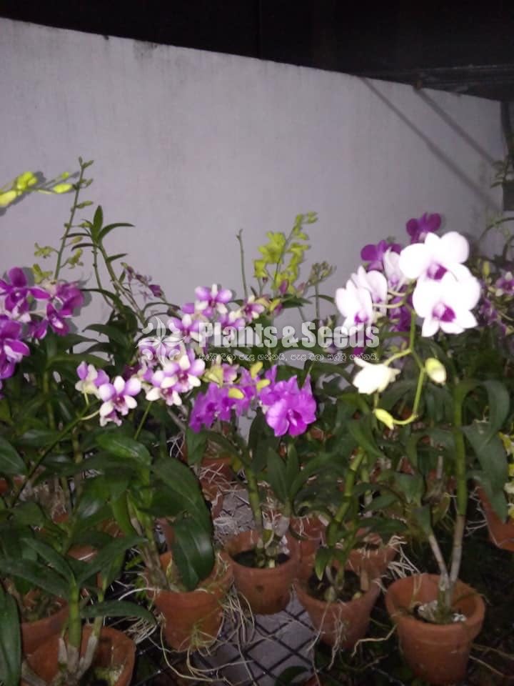 Orchids-650