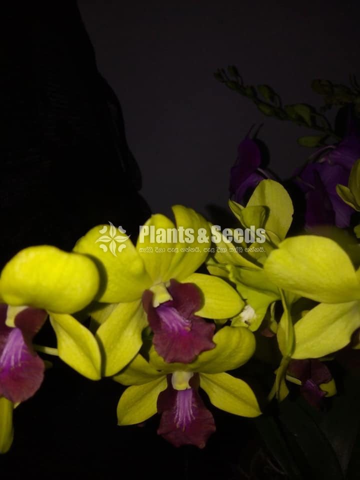 Orchids-650
