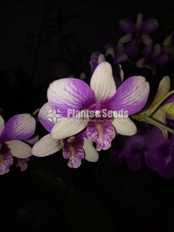 Orchids-650
