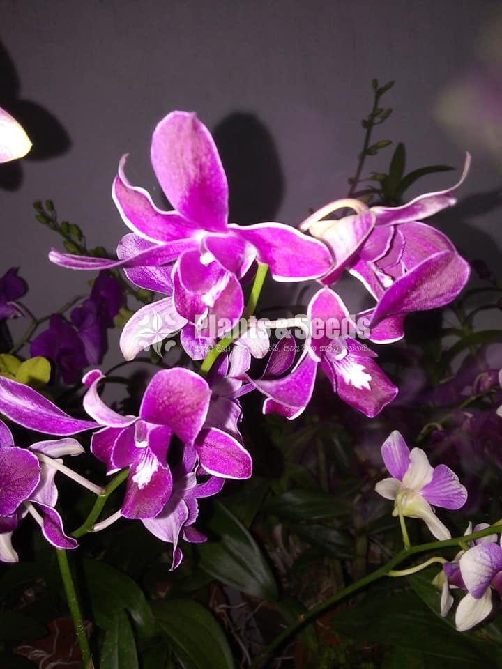 Orchids-650