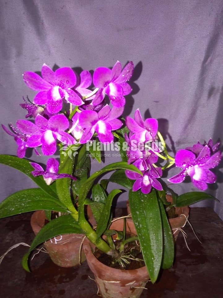 Orchids-650