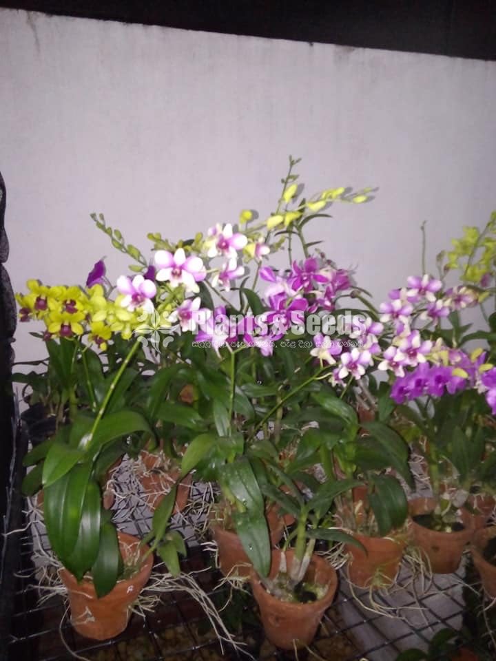 Orchids-650
