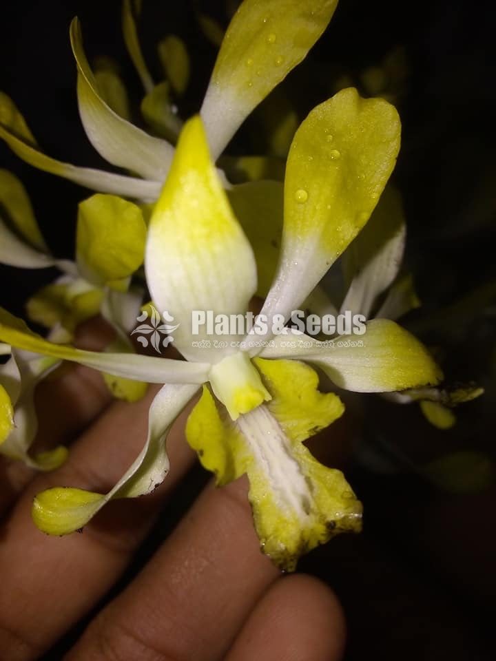 Orchids-650