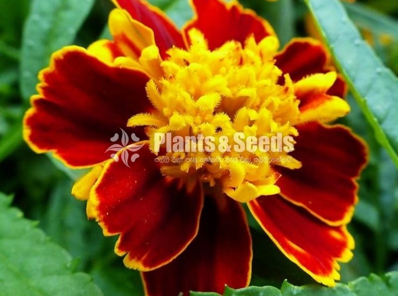Daspethiya Beeja(දහස්පෙතියා මිශ්‍ර බීජ)