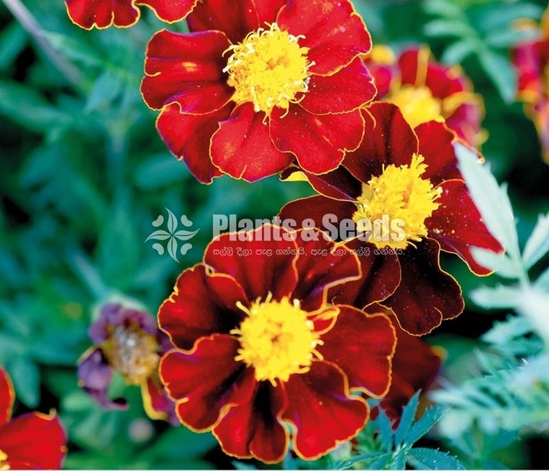 Daspethiya Beeja(දහස්පෙතියා මිශ්‍ර බීජ)