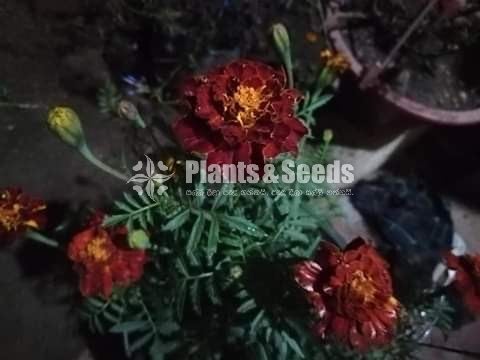 Daspethiya Beeja(දහස්පෙතියා මිශ්‍ර බීජ)