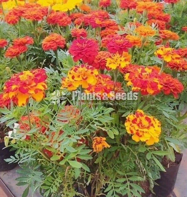 Daspethiya Beeja(දහස්පෙතියා මිශ්‍ර බීජ)