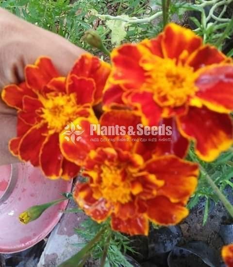 Daspethiya Beeja(දහස්පෙතියා මිශ්‍ර බීජ)