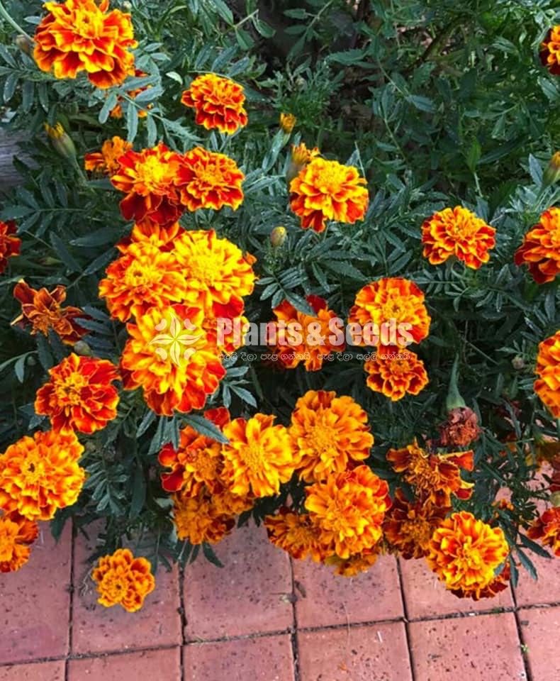 Daspethiya Beeja(දහස්පෙතියා මිශ්‍ර බීජ)