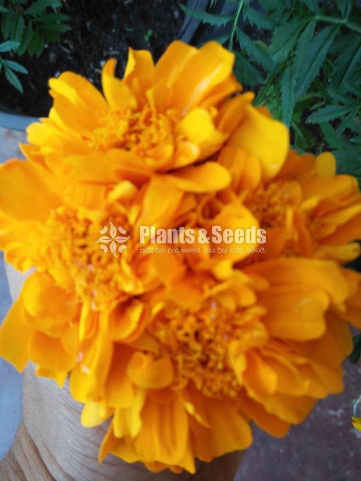 Daspethiya Beeja(දහස්පෙතියා මිශ්‍ර බීජ)