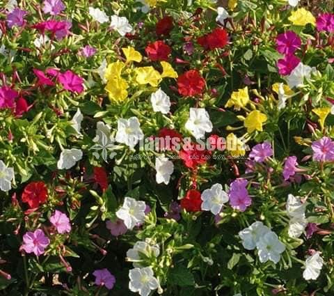 Hendirikka Beeja(හේන්දිරික්කා ලොකු මල මිශ්‍ර බිජ)