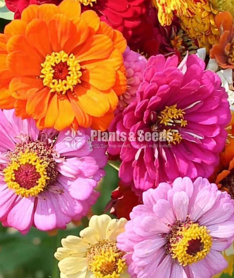 පොකුරු සිනියස්(Pokuru Zeeniyas)