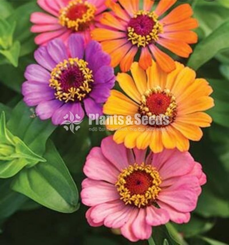 පොකුරු සිනියස්(Pokuru Zeeniyas)