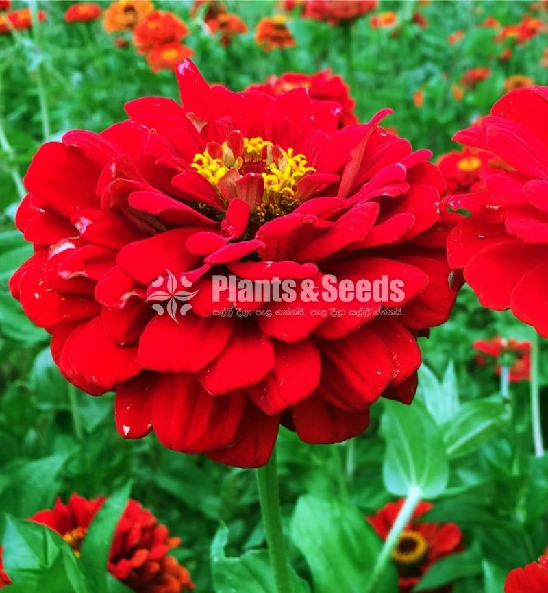 පොකුරු සිනියස්(Pokuru Zeeniyas)