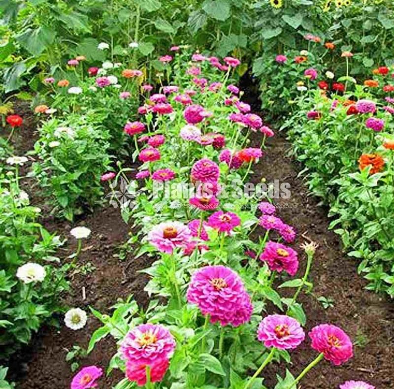 පොකුරු සිනියස්(Pokuru Zeeniyas)