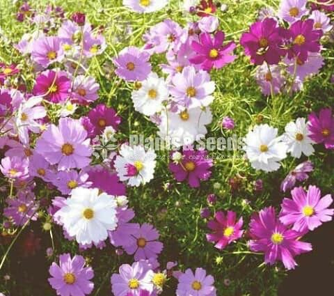 කොස්මස් මල් බිජ(Kosmas Seeds)
