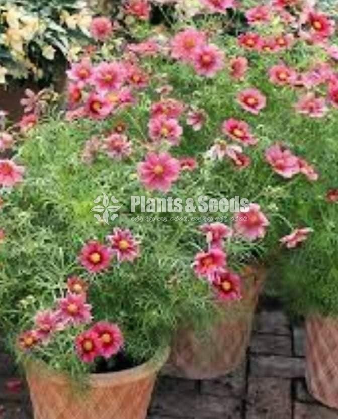 කොස්මස් මල් බිජ(Kosmas Seeds)